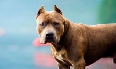 Palos Verdes: perros atacaron a una familia y el hombre perdió una oreja
