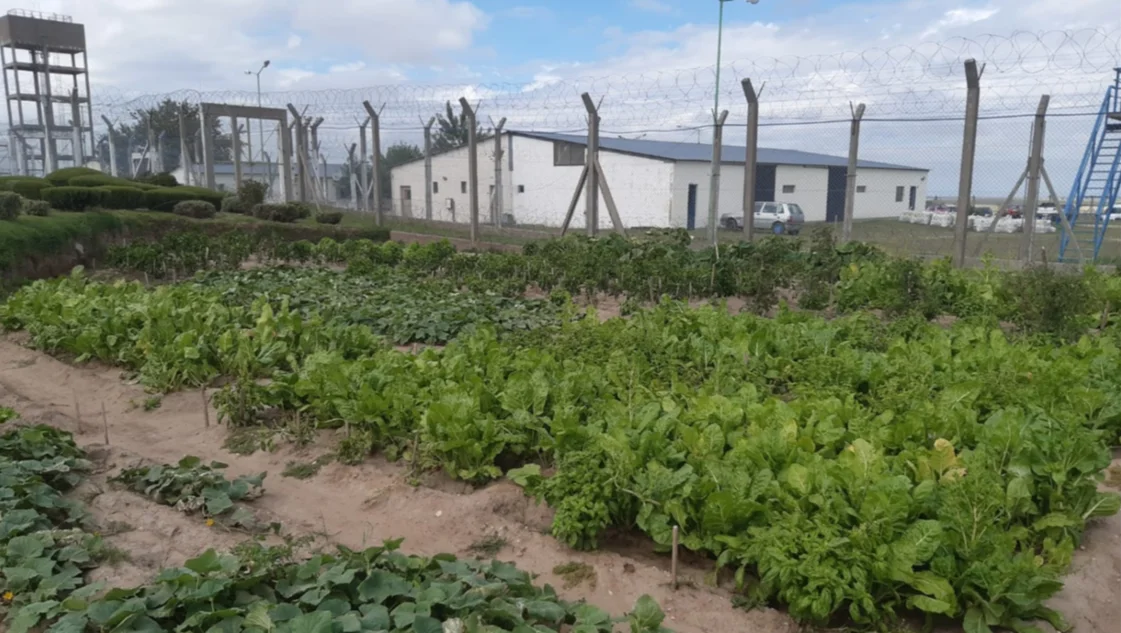 Detenidos de Saavedra cultivaron verduras para un taller protegido