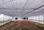 General La Madrid autorizado a cultivar cannabis medicinal