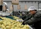 Desde mayo, la Unión Europea reabre su mercado a los frutos cítricos argentinos