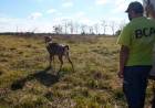 Trasladaron a un santuario natural a 5 ciervos que eran mantenidos como mascotas