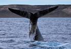 Aumenta el número de ballenas "enmalladas" con redes y sogas por la actividad pesquera