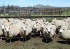 Desarrollo Agrario aprobó 24 proyectos en el marco de la ley ovina