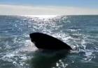 Pescadores registraron el paso de ballenas cerca de su embarcación