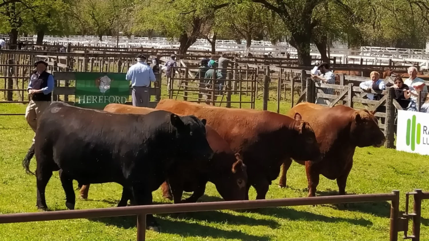 En la rural de Coronel Suárez, el mayor precio se logró por un Angus puro controlado