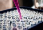 Plantas que se plantan frente al coronavirus