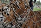 Inician el debate sobre la vigencia de los zoológicos y los acuarios con la idea de "bienestar animal"