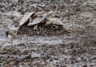La sequía, el calor y la bajante del Paraná provocan mortandad de peces y tortugas de agua