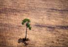 La pérdida de animales impide a las plantas adaptarse al cambio climático