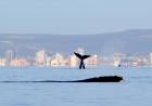 Puerto Madryn, las maravillas de la naturaleza al alcance