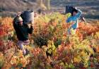 Mendoza será sede de la Asamblea de la Red Mundial de Capitales del Vino