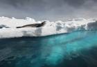 El fotógrafo que desafía los límites de la Patagonia y retrata su mundo animal