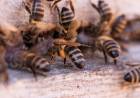¿Por qué hay un Día Mundial de las Abejas?