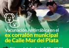 Vacunación antirrábica en el ex corralón municipal de Calle Mar del Plata