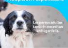 Sumáte a la Campaña de Adopción Responsable de mascotas