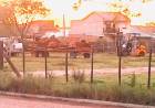 Tres Arroyos: mueren 15 vacas preñadas en la Sociedad Rural