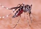 Brote histórico de dengue en Argentina: ya son 129 los muertos y hay más de 180 mil casos registrados