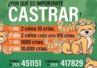 ¿Sabías que en Coronel Suárez podés castrar a tus mascotas de forma gratuita?