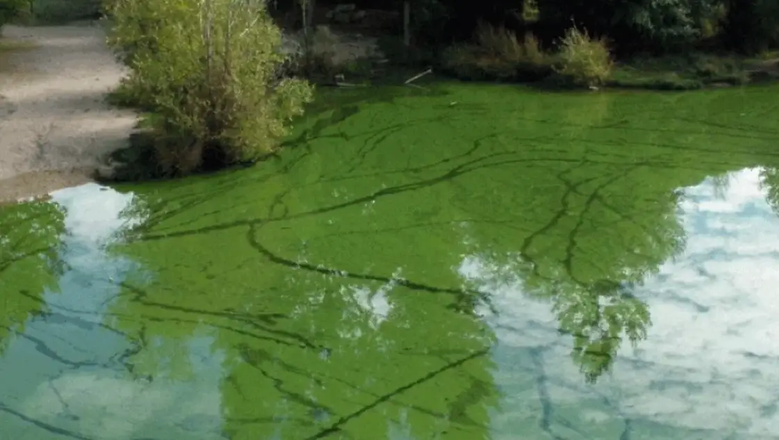 Cianobacterias en Buenos Aires: el mapa muestra un incremento de sectores bajo alerta