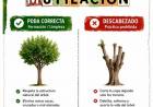 ¡ATENCIÓN VECINOS! INICIÓ LA TEMPORADA DE PODA