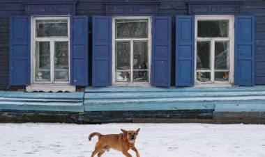 ¿Por qué algunos perros son agresivos con los humanos?