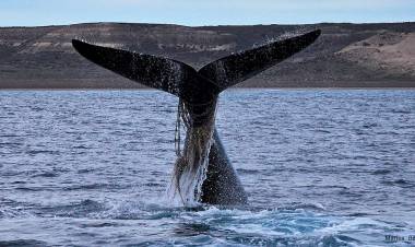 Aumenta el número de ballenas "enmalladas" con redes y sogas por la actividad pesquera