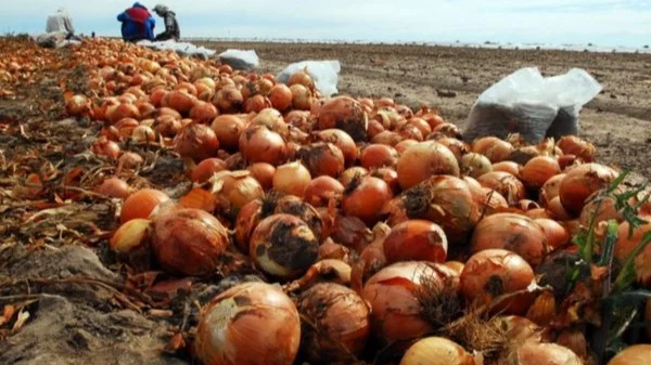 El drama de la cebolla: precios bajos y tirada en los campos