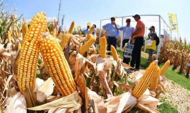 La cosecha de maíz cerró con un récord de 60,5 millones de toneladas