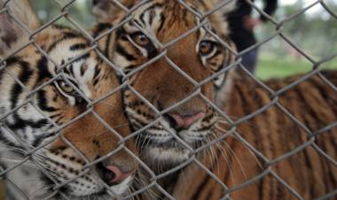 Inician el debate sobre la vigencia de los zoológicos y los acuarios con la idea de "bienestar animal"