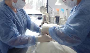 Se realizaron 55 castraciones durante la semana