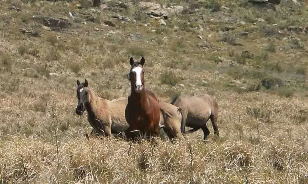 Polémica por la sobrepoblación de caballos salvajes en el Parque Tornquist