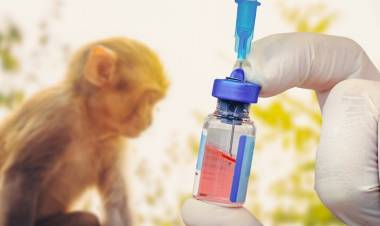 Viruela del mono: la OMS advirtió que la vacuna no alcanza para detener la epidemia