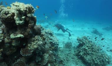 La mitad de los arrecifes puede sufrir condiciones de extinción en 2035