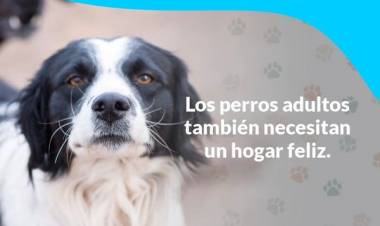 Sumáte a la Campaña de Adopción Responsable de mascotas