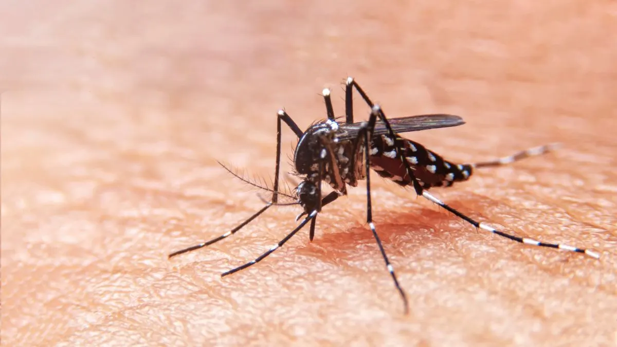 Los casos de dengue en Argentina aumentaron un 89% durante enero