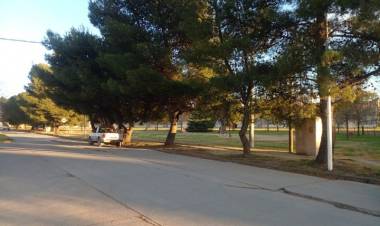 Extracción de árboles en avenida 12 de octubre