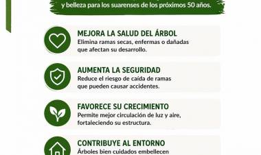 Poda responsable: cuidar hoy para tener árboles sanos mañana