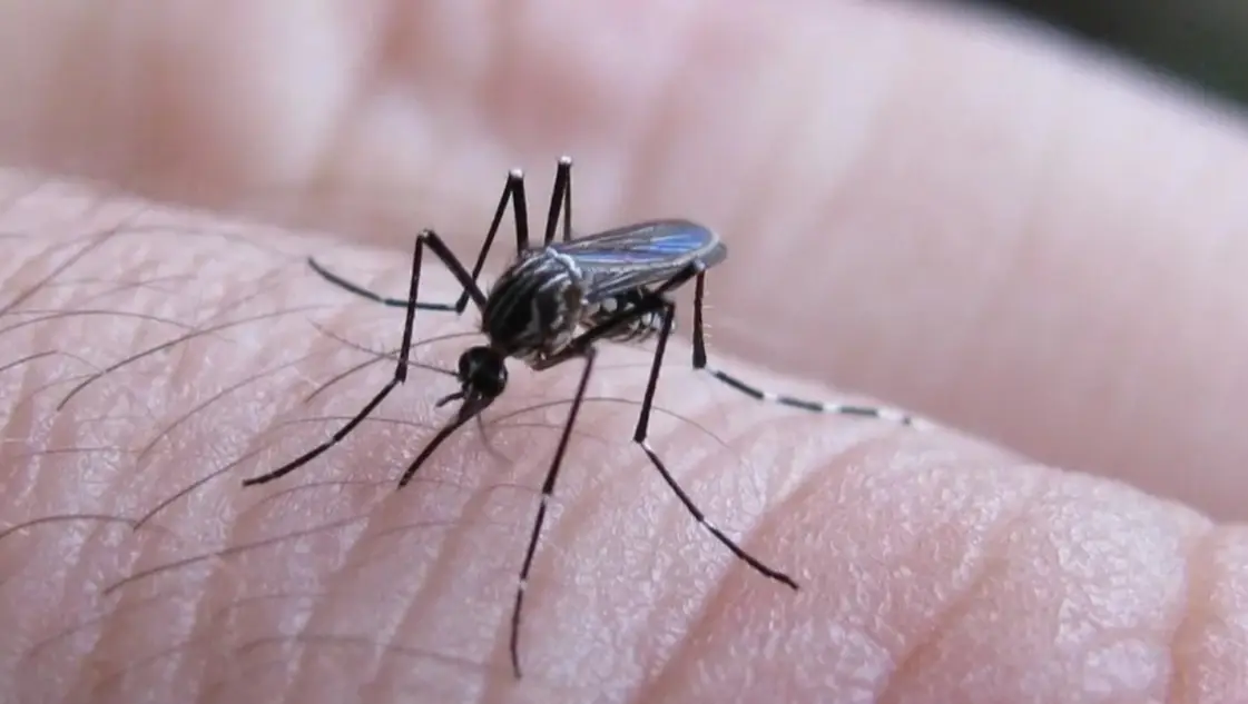 Se notificaron 258 casos nuevos de fiebre chikungunya en Argentina