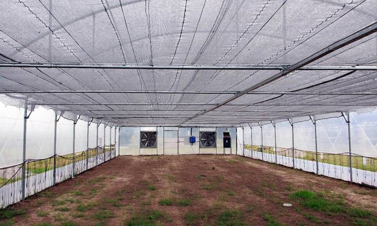 General La Madrid autorizado a cultivar cannabis medicinal