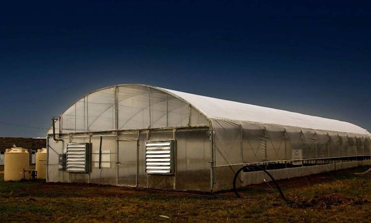 General La Madrid autorizado a cultivar cannabis medicinal