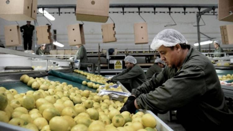 Desde mayo, la Unión Europea reabre su mercado a los frutos cítricos argentinos