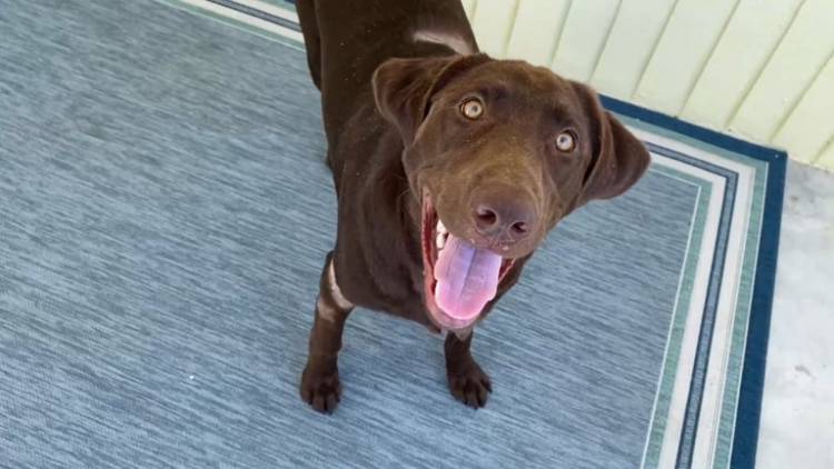 Un hombre saltó a un estanque y luchó contra un caimán para salvar a su perro