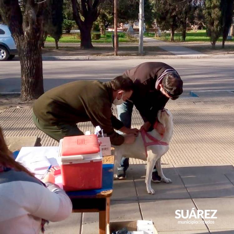Vacunación antirrábica en Huanguelén