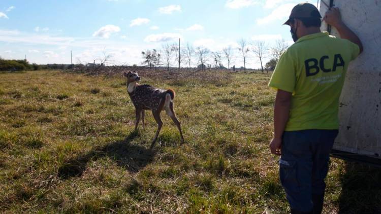 Trasladaron a un santuario natural a 5 ciervos que eran mantenidos como mascotas