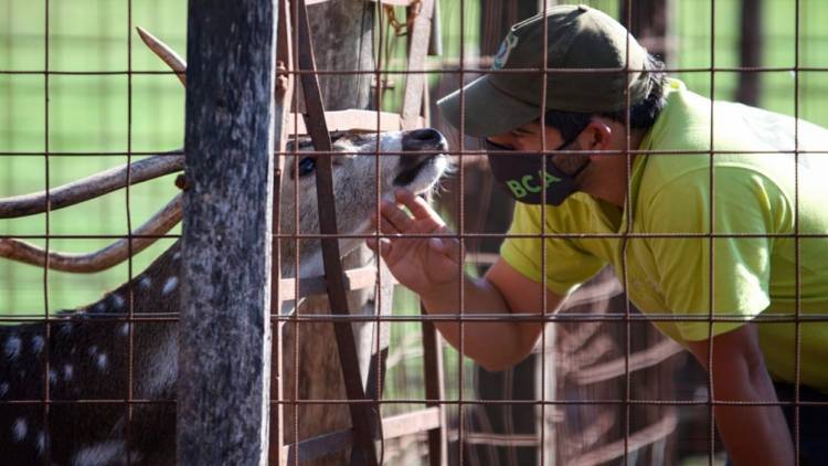 Trasladaron a un santuario natural a 5 ciervos que eran mantenidos como mascotas