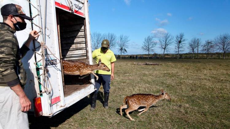 Trasladaron a un santuario natural a 5 ciervos que eran mantenidos como mascotas