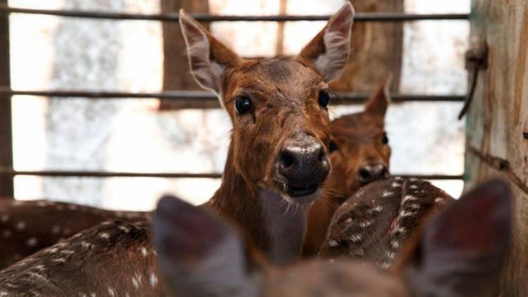 Trasladaron a un santuario natural a 5 ciervos que eran mantenidos como mascotas