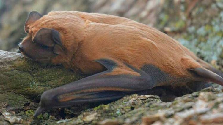Identificaron una nueva especie de murciélago que habita el sur de Santa Fe