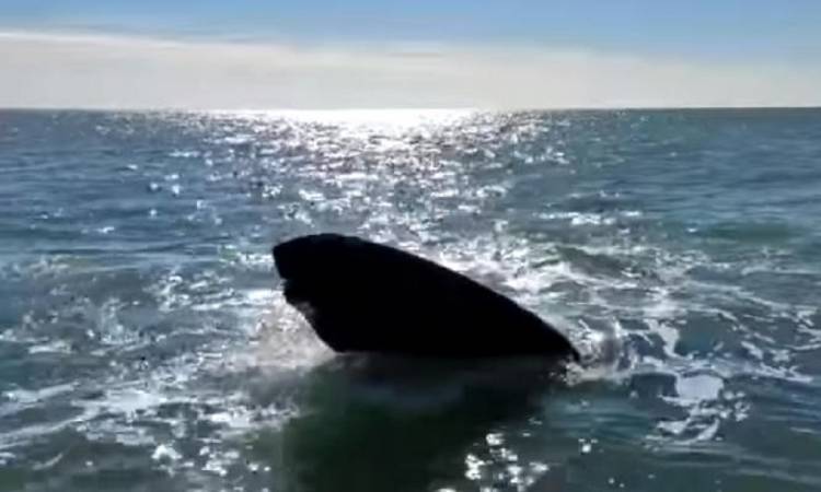Pescadores registraron el paso de ballenas cerca de su embarcación