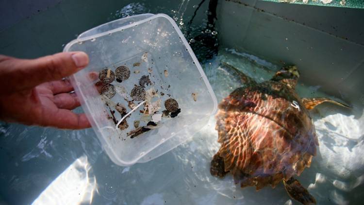 Tortuga marina rescatada por un pescador expulsó más de 10 tipos diferentes de plásticos